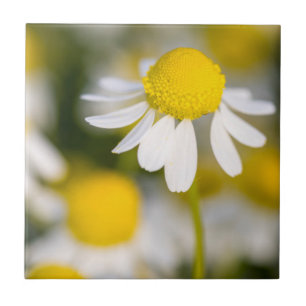 Chamomile flower close-up, Hungary Ceramic Tile