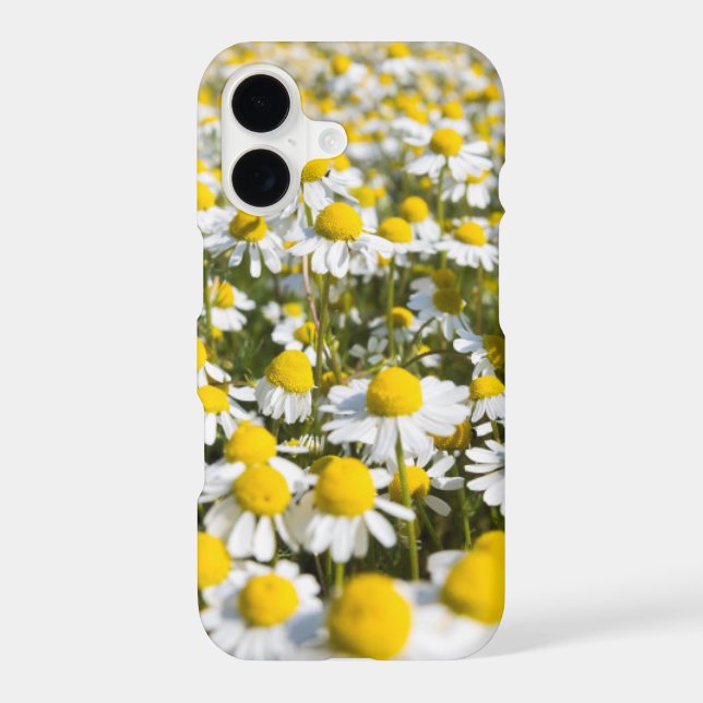 Chamomile flower close-up, Hungary Iphone Case (Back)