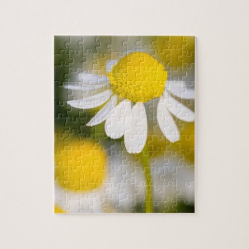 Chamomile flower close_up Hungary Jigsaw Puzzle