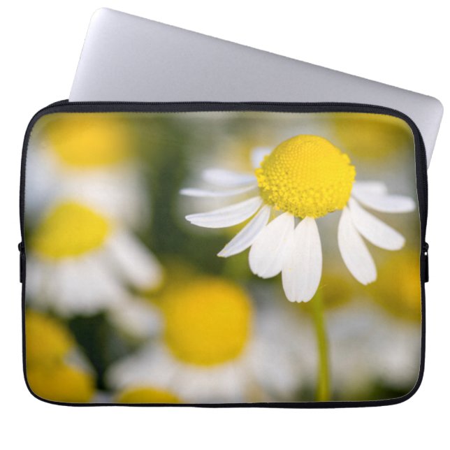Chamomile flower close-up, Hungary Laptop Sleeve (Front)
