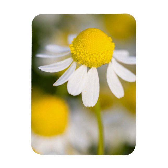 Chamomile flower close-up, Hungary Magnet (Vertical)