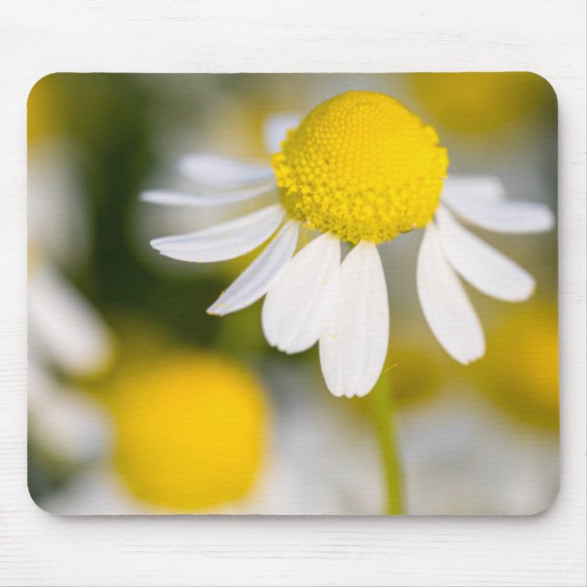 Chamomile flower close-up, Hungary Mouse Pad (Front)