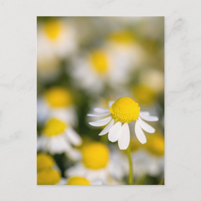 Chamomile flower close-up, Hungary Postcard (Front)