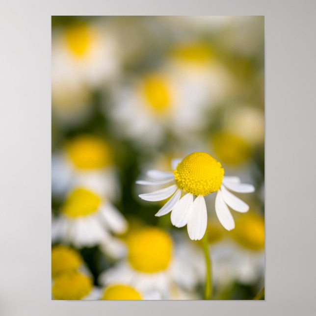 Chamomile flower close-up, Hungary Poster (Front)