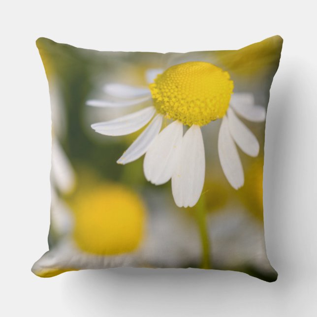 Chamomile flower close-up, Hungary Throw Pillow (Front)
