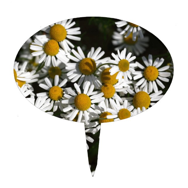 Chamomile flowers cake topper (Front)