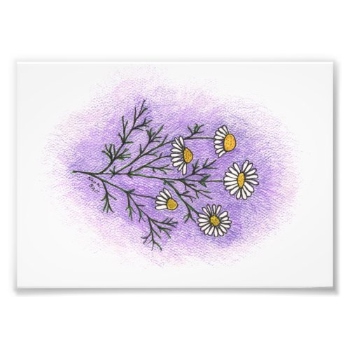 Chamomile Illustration Photo Print