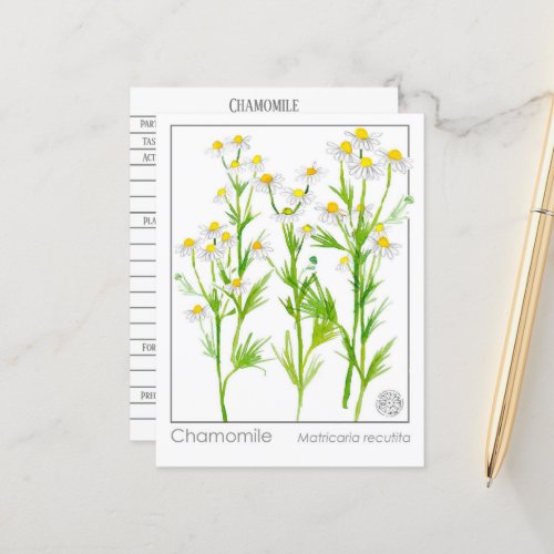 Chamomile Materia Medical Herbal Study Card