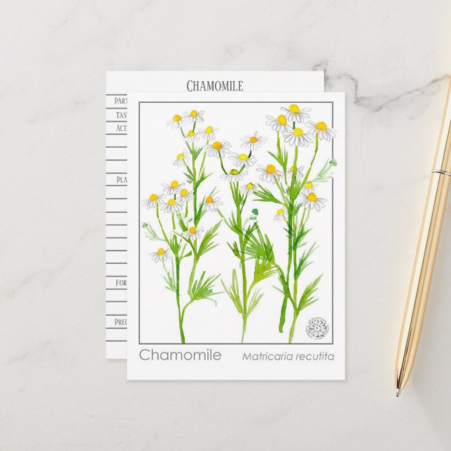 Chamomile Materia Medical Herbal Study Card (Front/Back In Situ)