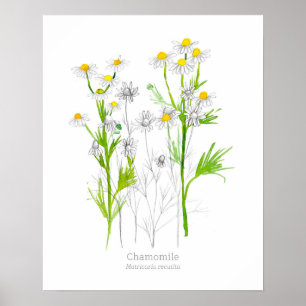 Chamomile Medicinal Herb Botanical Plant Poster