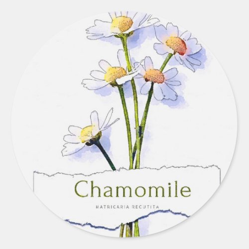 Chamomile vintage watercolor painting classic round sticker