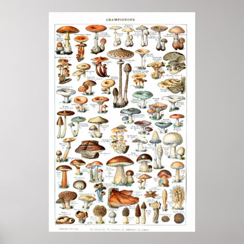 Champignons _ Collection of mushrooms Poster