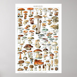 Champignons - Collection of mushrooms Poster