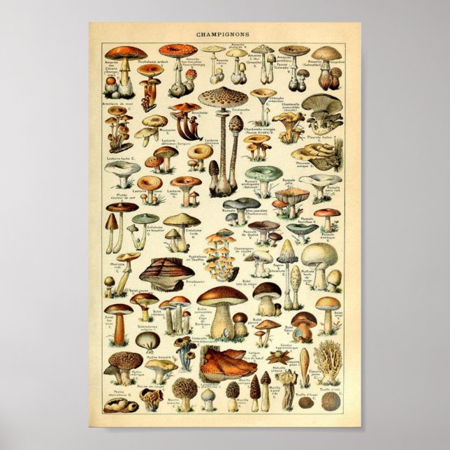 Champignons, educational vintage poster (Front)