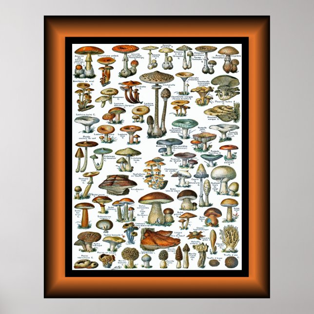 Champignons Pour Tous ~ Mushrooms For All ~  Poste Poster (Front)