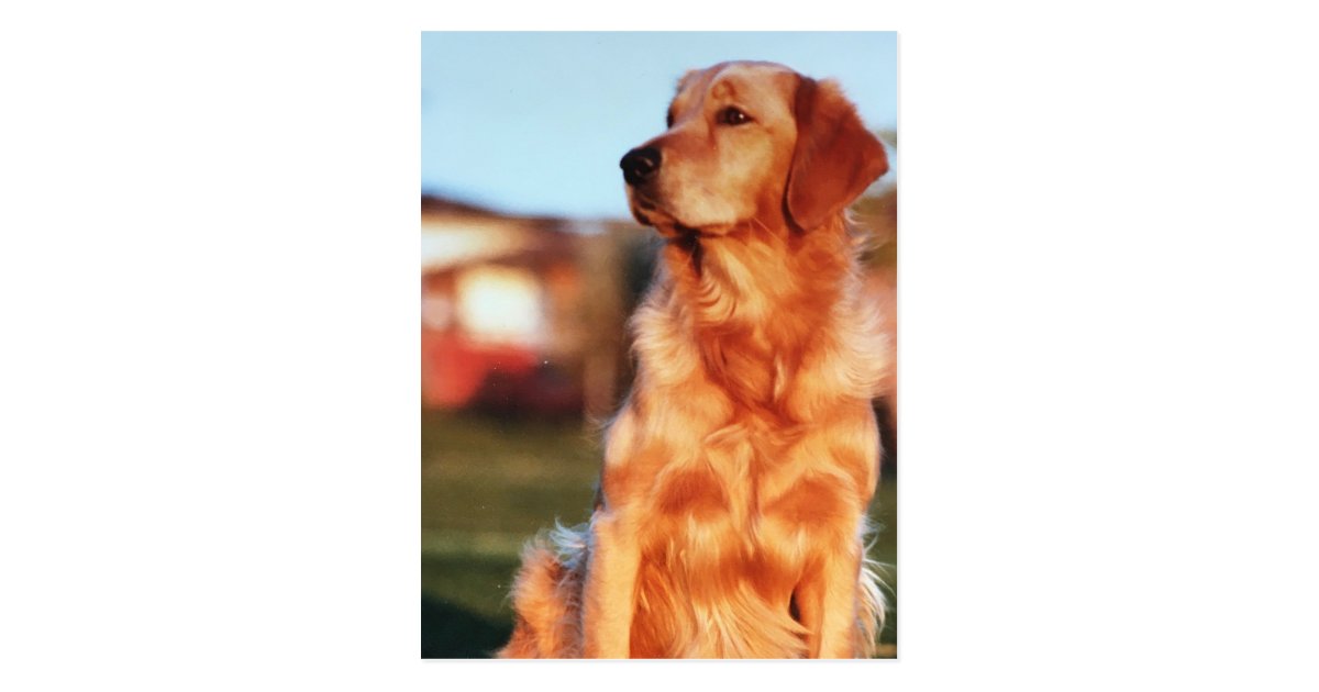 Champion Golden Retriever Dog Outdoor Photo Postcard Zazzle Com