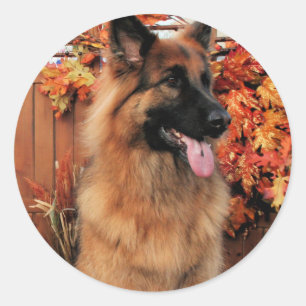 Chance -LH Shepherd & Mae - St Bernard Photo-22 Classic Round Sticker