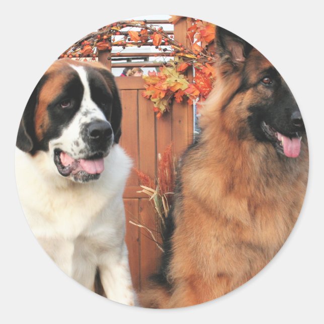 Chance LH-Shepherd Mae St Bernard Photo-3 Classic Round Sticker (Front)