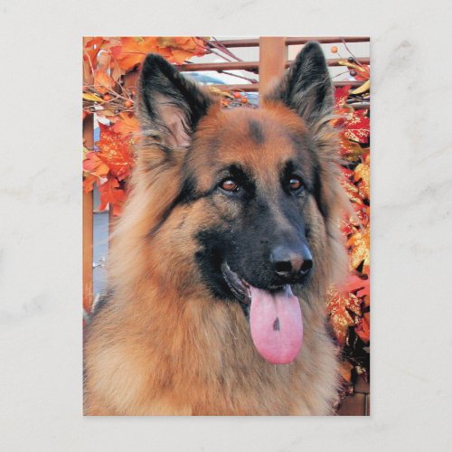 Chance _ Long Haired German Shepherd Photo_7 Postcard