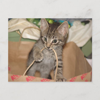 Chandler in Trouble Postcard