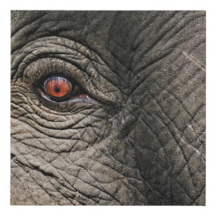 CHANG MAI ELEPHANT EYE FAUX CANVAS PRINT