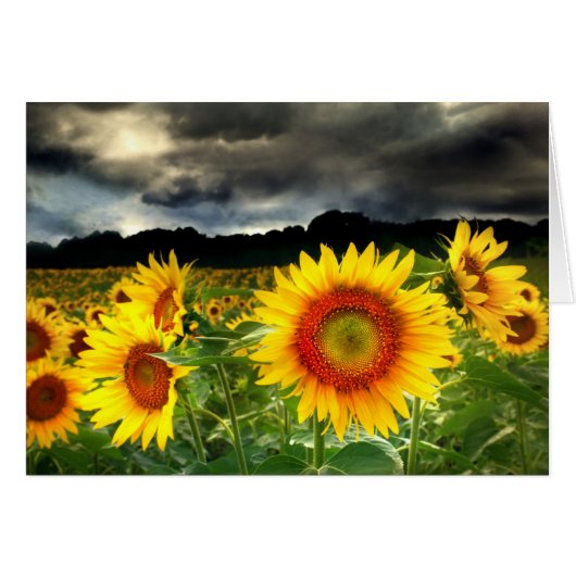 Change in the weather, Sunflower card (Front Horizontal)