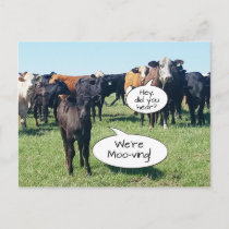 Change of Address Cows We're Moo-ving Postcard
