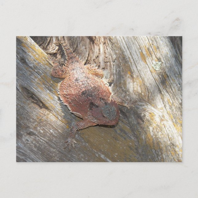 changed name to "Strawberry" Postcard (Front)