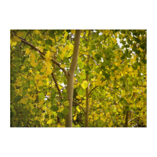 Changing Aspens Acrylic Print