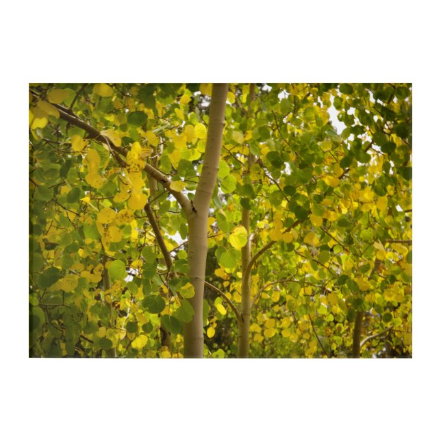 Changing Aspens Acrylic Print (Front)