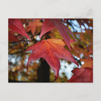Changing Leaves of Autumn Postcard