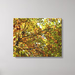 Changing Maple Tree Green and Gold Autumn Canvas Print