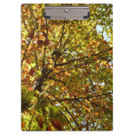 Changing Maple Tree Green and Gold Autumn Clipboard