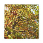 Changing Maple Tree Green and Gold Autumn Magnet