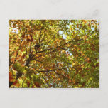 Changing Maple Tree Green and Gold Autumn Postcard