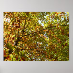 Changing Maple Tree Green and Gold Autumn Poster