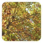 Changing Maple Tree Green and Gold Autumn Square Sticker