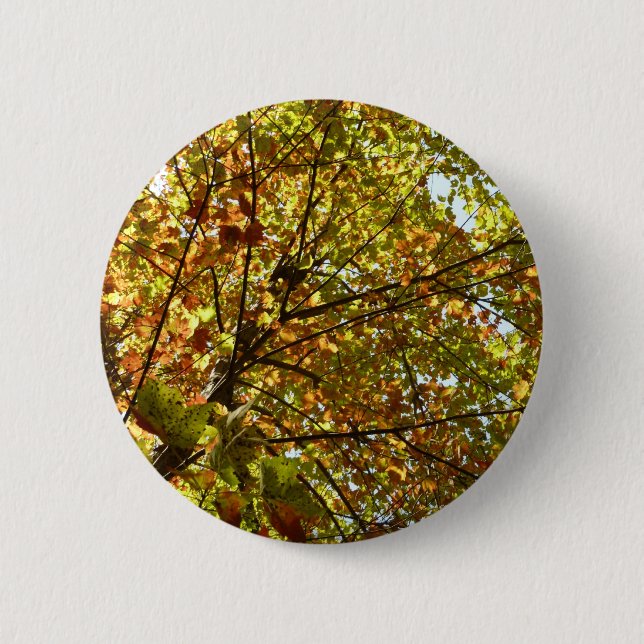 Changing Maple Tree Green and Gold Fall Color Button (Front)