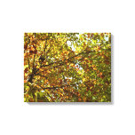 Changing Maple Tree Green and Gold Fall Color Canvas Print