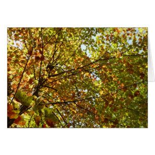 Changing Maple Tree Green and Gold Fall Color Cards