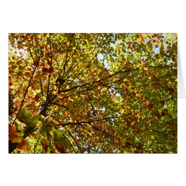 Changing Maple Tree Green and Gold Fall Color Cards (Front Horizontal)