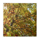 Changing Maple Tree Green and Gold Fall Color Ceramic Tile