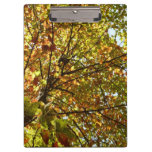 Changing Maple Tree Green and Gold Fall Color Clipboard