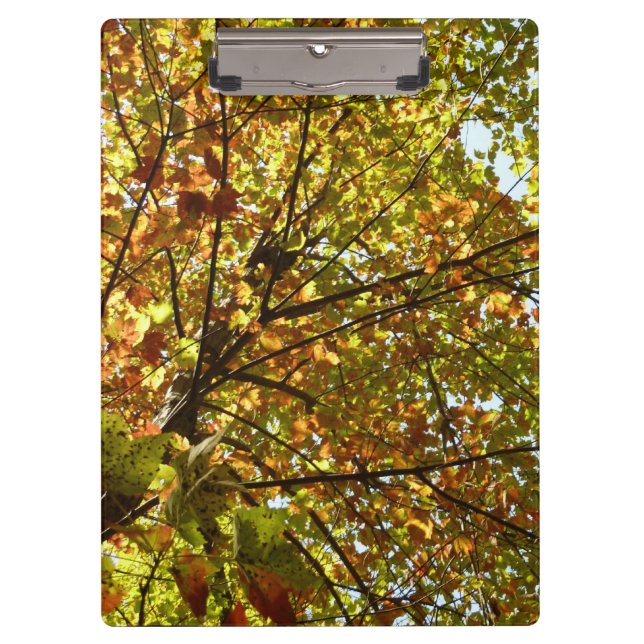 Changing Maple Tree Green and Gold Fall Color Clipboard (Front)