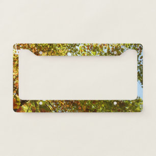 Changing Maple Tree Green and Gold Fall Color License Plate Frame