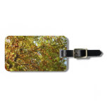 Changing Maple Tree Green and Gold Fall Color Luggage Tag