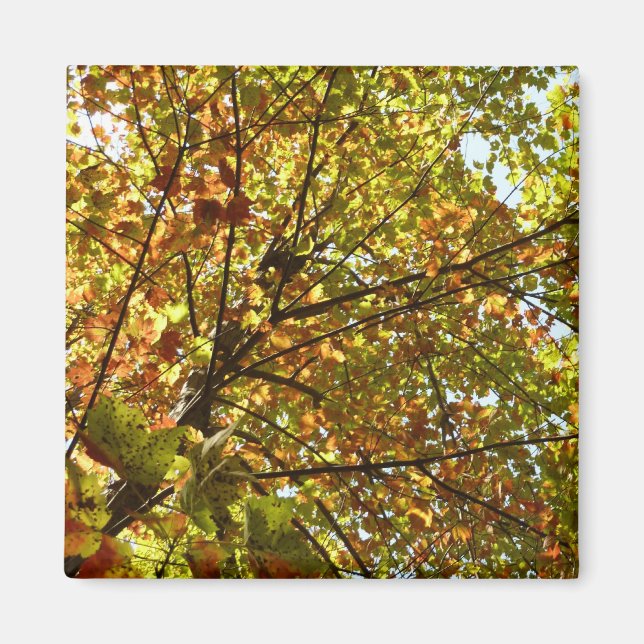 Changing Maple Tree Green and Gold Fall Color Magnet (Front)
