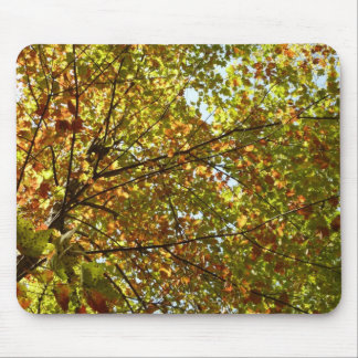 Changing Maple Tree Green and Gold Fall Color Mouse Pad