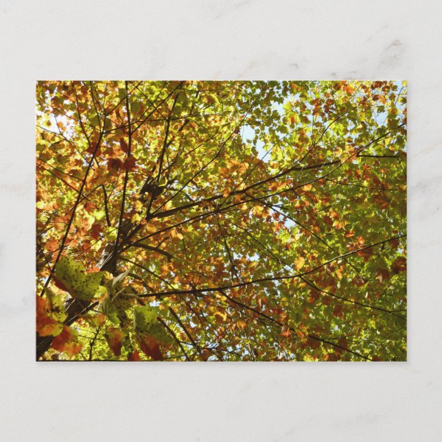 Changing Maple Tree Green and Gold Fall Color Postcard (Front)