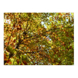 Changing Maple Tree Green and Gold Fall Color Poster